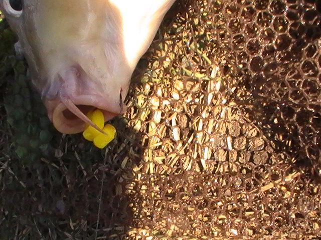 pestiiiiiiiiiiii - pic3800.JPG